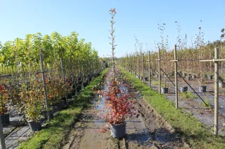 Pot 15L BALIVEAU