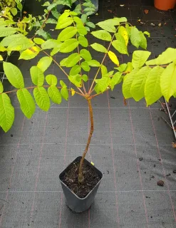 Noyer noir (Juglans nigra) — jeune arbre au feuillage clair en pot plastique · Pot 2L