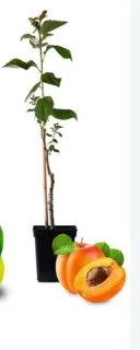 Abricotier 'Tardif de tain' (Prunus armeniaca) — jeune arbre en pot noir avec abricots · Pot 10L Tige