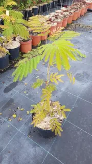 Arbre à soie Ombrella boubri (Albizia) — jeune arbre décoratif en pot de pépinière · Pot 3L