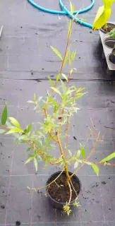 Saule blanc 'Chermesina' (Salix alba) — jeune arbuste élancé en pot de pépinière · Pot 2.5L