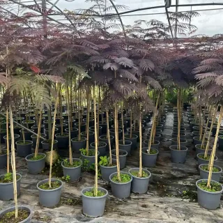 Pot 30L formé en tige de 200 cm, avec une force de 5 à 6 cm, pour une hauteur totale de 200 à 300 cm (hors pot)