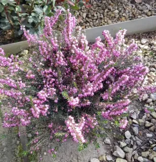 Bruyère 'George rendall rose pourpre' (Erica darleyensis) — touffe dense de petites fleurs roses au jardin · Pot 3L Touffe