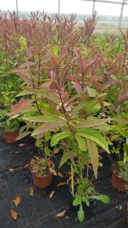Arbre aux bonbons (Callicarpa kwangtungensis) — jeunes arbustes feuillus avec petits fruits groupés · Pot 3L Touffe