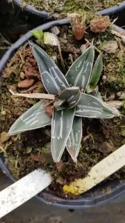 Agave (Agave nickelsiae) — rosette de feuilles épaisses striées en pot · Pot 2.5L
