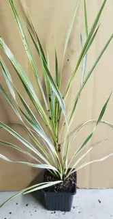 Faux-Dragonnier 'Torbay Dazzler' (Cordyline australis) — jeune plante dressée à longues feuilles panachées · Godet