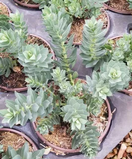 Euphorbe de corse (Euphorbia myrsinites) — jeune plante succulente en pot de pépinière · Pot 3L
