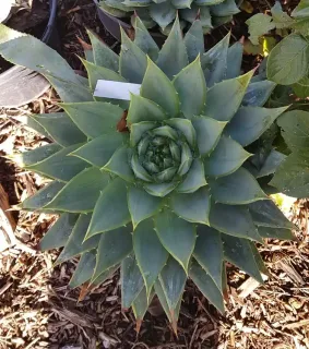 Aloès spirale du lesotho (Aloe polyphylla) — rosette succulente verte en pot de culture · Pot 8L