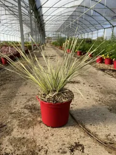 Lomandra 'White sand' — touffe de feuillage fin panaché en serre · Pot 4L