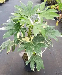 Fatsia 'Variegata' (Fatsia japonica) — grand arbuste vert panaché en pot de pépinière · Pot 8L