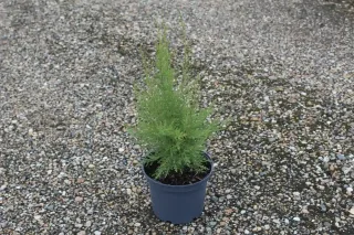 Tamaris d'été (Tamarix ramosissima) — jeune plant vert en pot plastique sur graviers · Pot 3L