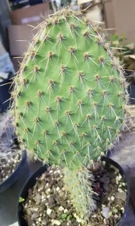 Cactée 'Kurt' (Opuntia) — rameau plat vert couvert d'épines fines · Pot 2.5L