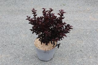 Pot 7.5L  Touffe