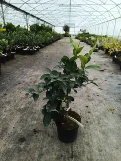 Citron vert (Citrus latifolia) — jeune agrume greffé en pot de culture · Pot 5L Tige