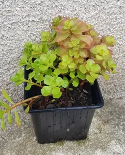 Orpin/sedum bâtard (Sedum spurium) — jeune plante succulente en pot plastique noir · Godet