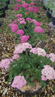Achillée millefeuille 'Milly rock rose' (Achillea millefolium) — touffes de fleurs roses en pots alignés · Pot 3L