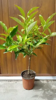 Kumquat (Citrus fortunella) — jeune arbuste vert en pot de pépinière · Pot 1.5L Touffe