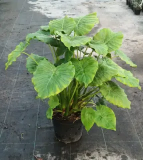 Oreille d’Éléphant (Alocasia macrorrhizos) — grand plant à larges feuilles nervurées vertes · Pot 8L