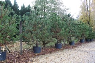 Pot 130L hauteur moyenne 250/300 cm (hors pot)