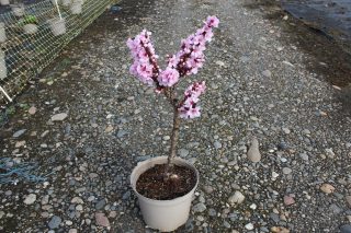 Pot 10L formé en ¼ de tige, hauteur totale de 60/80 cm (hors pot)