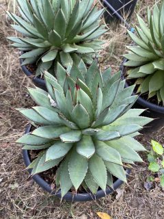 Pot 10L Hauteur 25 cm (hors pot)