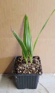 Palmier miniature de chusan (Trachycarpus wagnerianus) — jeune plant palmé en pot de pépinière · Godet