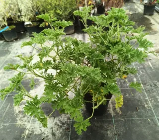 Geranium odorant (Pelargonium graveolens) — touffe dense de feuillage vert découpé en pot noir · Pot 3L