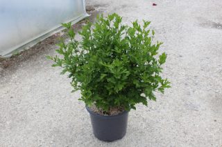 Pot 15L