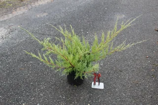 Genévrier 'Old gold' (Juniperus media) — arbuste conifère étalé en pot noir, figurine rouge · Pot 3L