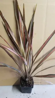 Cordyline 'Coral' (Cordyline australis) — touffe de longues feuilles lancéolées panachées · Godet