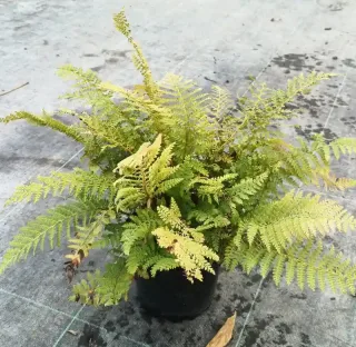 Fougère (Polystichum setiferum) — touffe de frondes fines dans un pot noir · Pot 2.5L Touffe