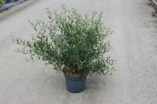 Filaire à feuilles étroites (Phillyrea angustifolia) — arbuste dense au feuillage fin dans un pot · Pot 7.5L