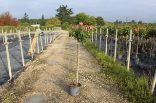 Rosier 'Reflet de saint malo' (Rosa hybrida) — rosier tige fleuri en pot sur allée · Pot 10L