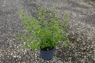 Seringat 'Mrs el robinson' (Philadelphus virginalis) — jeune arbuste vert en pot plastique noir · Pot 3L