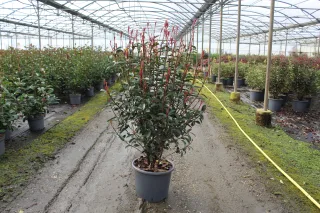 Pot 15L hauteur moyenne 125/150 cm (hors pot)
