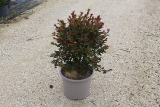 Pot 15L Touffe
