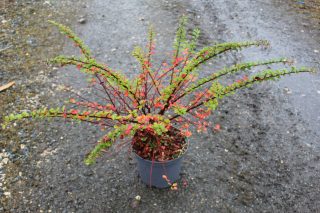 Pot 3L hauteur moyenne 30/40 cm (hors pot)