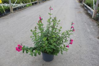Pot 7.5L