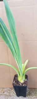 Lis du mexique (Beschorneria yuccoides) — longues feuilles vertes dressées sur jeune plant · Godet