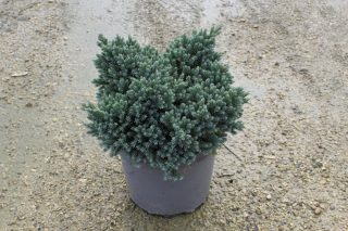Pot 7.5L hauteur moyenne 30/40 cm (hors pot)
