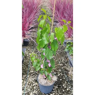 Pot 4L hauteur 70 cm sur tuteur 