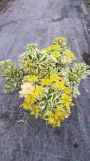 Orpin panaché à fleur jaune 'Atlantis®' (Sedum takesimense) — plante touffue à feuillage panaché et fleurs jaunes · Pot 3L