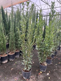 Pot 10L hauteur moyenne 125/150 cm (hors pot)
