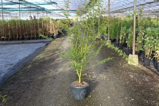 Pot 7.5L
