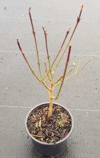 Cornouiller mâle (Cornus mas) — jeune arbuste caduc en pot de culture · Pot 1.5L