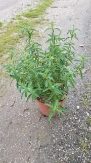 Ciste pourpre (Cistus purpureus) — jeune arbuste vert en pot plastique · Pot 3L