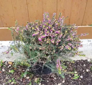 Bruyère 'Kramer s rote rouge' (Erica darleyensis) — touffe dense aux petites fleurs roses en pot · Pot 3L Touffe