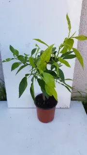 Bigarade (Citrus aurantium) — jeune plant arbustif en pot de pépinière · Pot 1.5L Tige