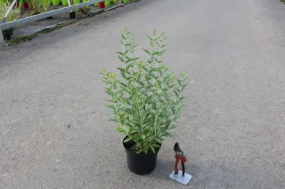 Pot 3L