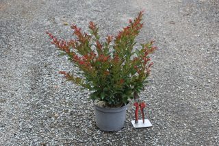 Pot 3L